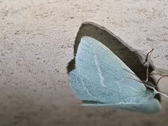 Chlorocoma stereota