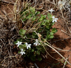 Dyschoriste costata