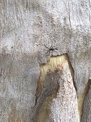 Leptomyrmex rufithorax