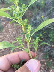 Amaranthus torreyi