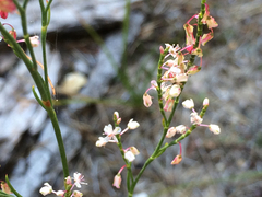Polygonella articulata