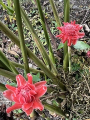 Etlingera elatior