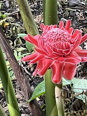 Etlingera elatior