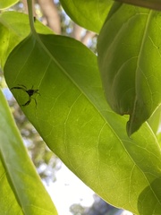 Cetratus rubropunctatus