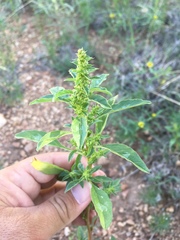 Amaranthus torreyi