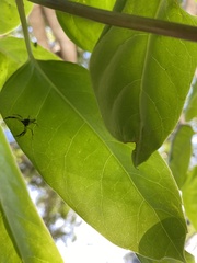 Cetratus rubropunctatus