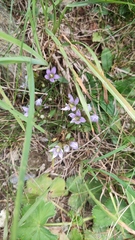 Gentianella ramosa