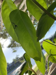 Cetratus rubropunctatus