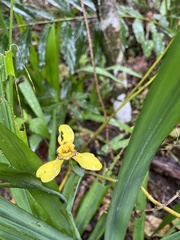 Trimezia steyermarkii