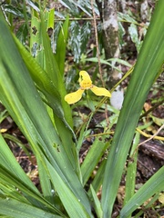 Trimezia steyermarkii