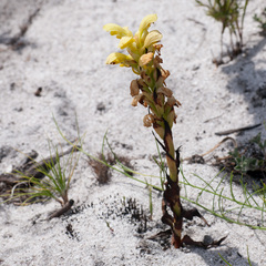Disa sabulosa