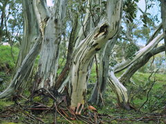 Eucalyptus pauciflora
