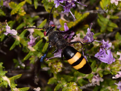 Stizoides melanopterus