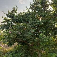 Bauhinia purpurea