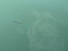 Zenarchopterus buffonis