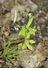 Myosotis sparsiflora