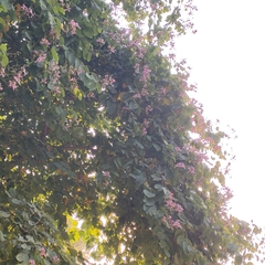 Bauhinia purpurea
