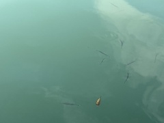 Zenarchopterus buffonis