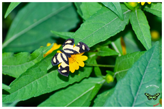 Baeotis zonata zonata