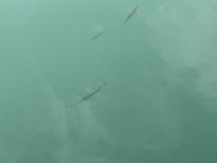 Zenarchopterus buffonis