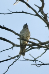 Chrysococcyx lucidus
