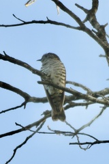 Chrysococcyx lucidus