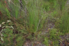 Xanthorrhoea fulva