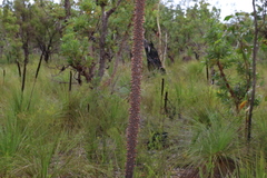 Xanthorrhoea fulva