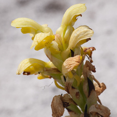 Disa sabulosa