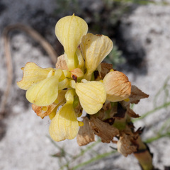 Disa sabulosa