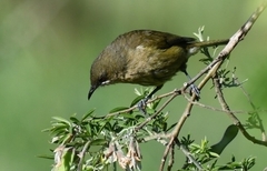 Anthornis melanura