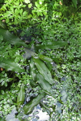 Potamogeton alpinus