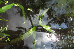 Potamogeton alpinus