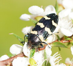 Castiarina rectifasciata