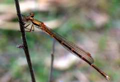 Austrolestes analis