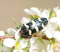 Castiarina rectifasciata