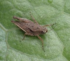 Loxilobus celebensis