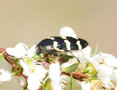 Castiarina rectifasciata