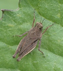 Loxilobus celebensis