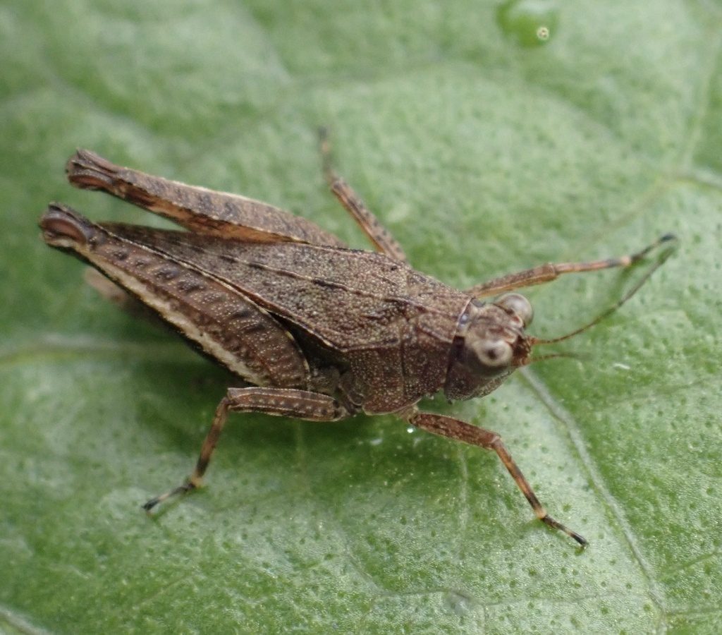 Loxilobus celebensis (Loxilobus celebensis)