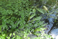 Potamogeton alpinus