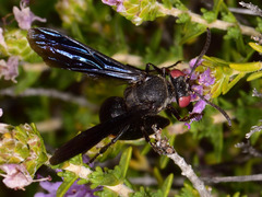 Stizoides melanopterus