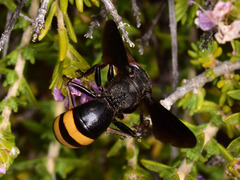 Stizoides melanopterus