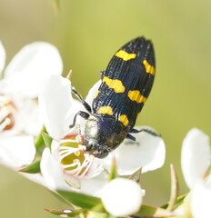 Castiarina rectifasciata