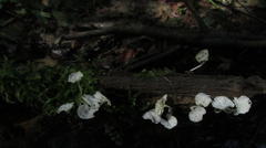 Delicatula integrella