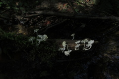 Delicatula integrella