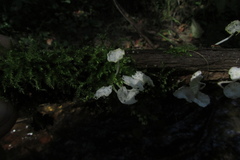 Delicatula integrella