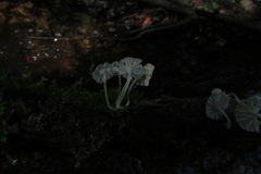 Delicatula integrella