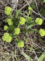 Crassula subulata fastigiata