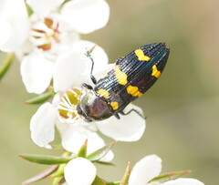Castiarina rectifasciata
